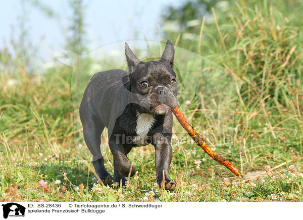 spielende Franzsisch Bulldogge / playing French Bulldog / SS-28436