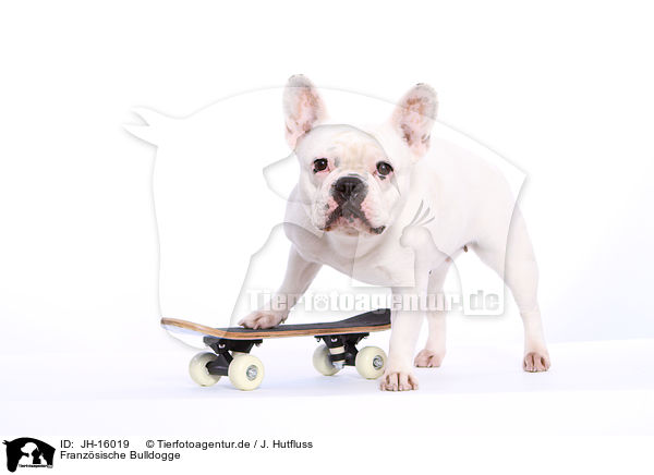 Franzsische Bulldogge / JH-16019