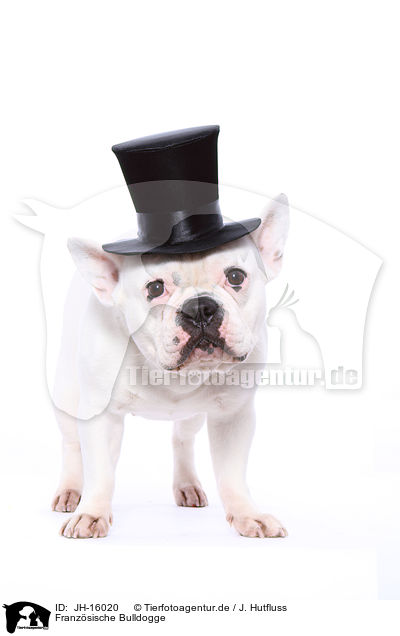 Franzsische Bulldogge / JH-16020