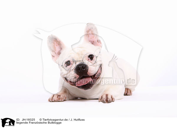 liegende Franzsische Bulldogge / JH-16025