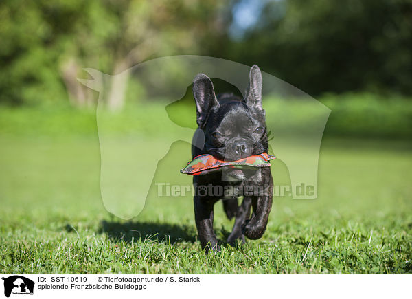 spielende Franzsische Bulldogge / playing French Bulldog / SST-10619