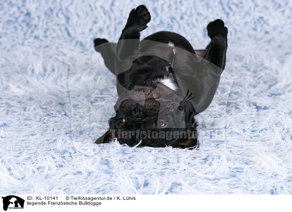 liegende Franzsische Bulldogge / KL-10141