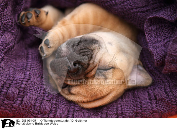 Franzsische Bulldogge Welpe / DG-05405