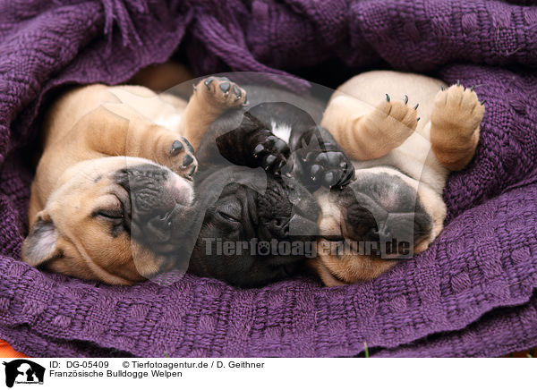 Franzsische Bulldogge Welpen / DG-05409