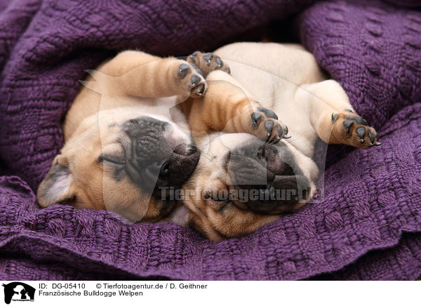 Franzsische Bulldogge Welpen / DG-05410