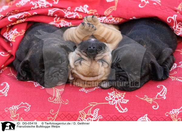 Franzsische Bulldogge Welpe / DG-05418