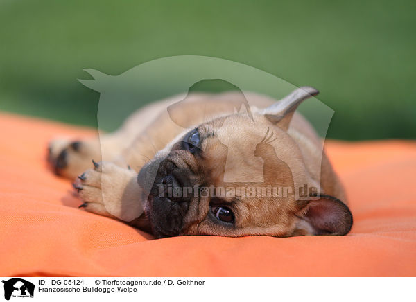 Franzsische Bulldogge Welpe / French Bulldog Puppy / DG-05424