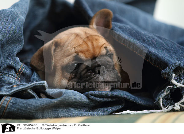 Franz�sische Bulldogge Welpe / French Bulldog Puppy / DG-05436