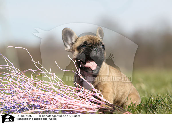 Franzsische Bulldogge Welpe / French Bulldog Puppy / KL-10979