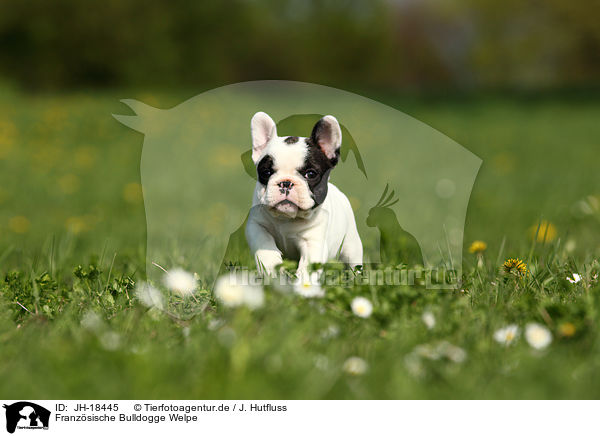 Franzsische Bulldogge Welpe / French Bulldog puppy / JH-18445