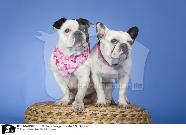 2 Franzsische Bulldoggen / 2 French Bulldogs / NN-03935