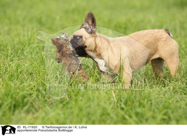 apportierende Franzsische Bulldogge / retrieving French Bulldog / KL-11920
