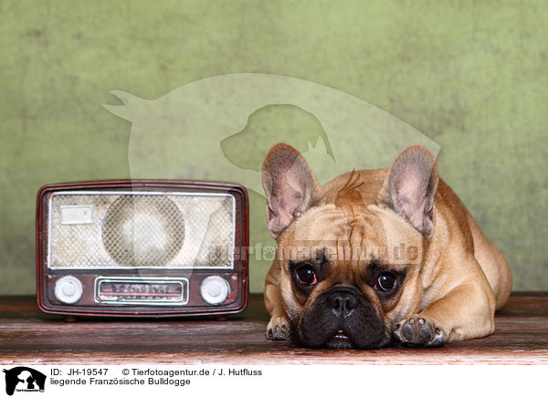 liegende Franzsische Bulldogge / lying French Bulldog / JH-19547