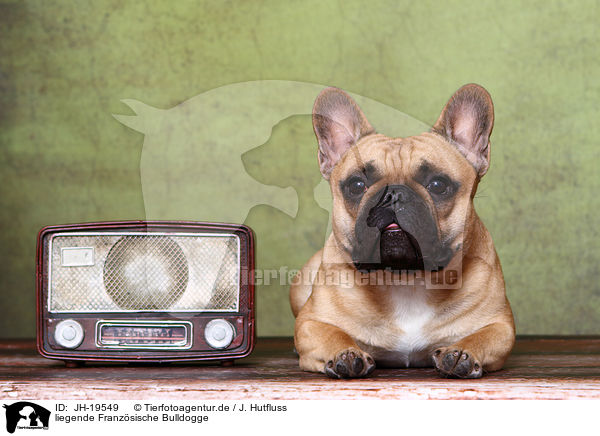 liegende Franzsische Bulldogge / lying French Bulldog / JH-19549