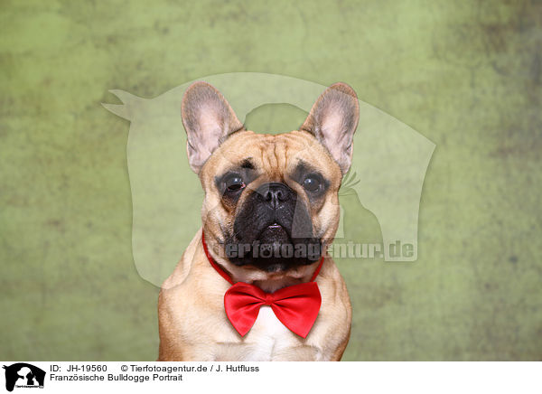 Franzsische Bulldogge Portrait / JH-19560