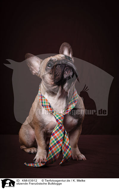 sitzende Franz�sische Bulldogge / sitting French Bulldog / KMI-03912