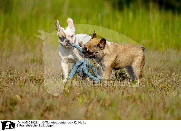 2 Franzsische Bulldoggen / 2 French Bulldogs / KMI-03928