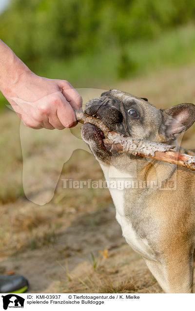 spielende Franzsische Bulldogge / playing French Bulldog / KMI-03937