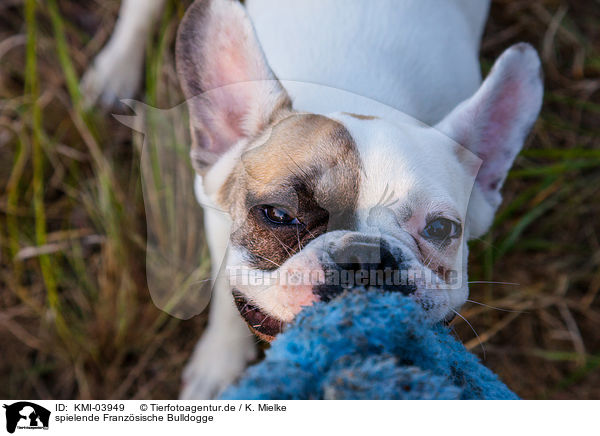 spielende Franzsische Bulldogge / playing French Bulldog / KMI-03949