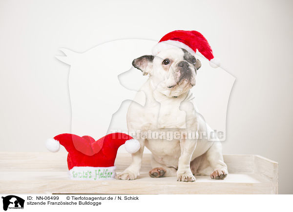 sitzende Franzsische Bulldogge / sitting French Bulldog / NN-06499