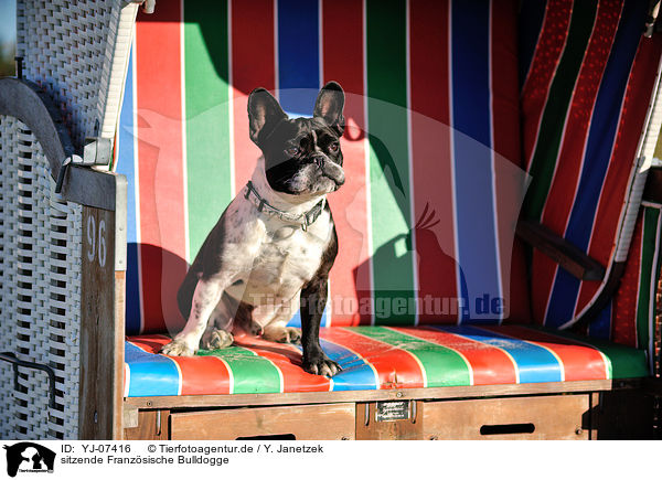 sitzende Franzsische Bulldogge / sitting French Bulldog / YJ-07416