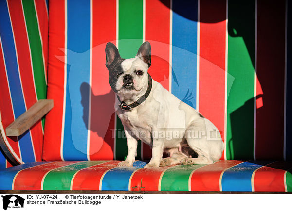 sitzende Franzsische Bulldogge / sitting French Bulldog / YJ-07424