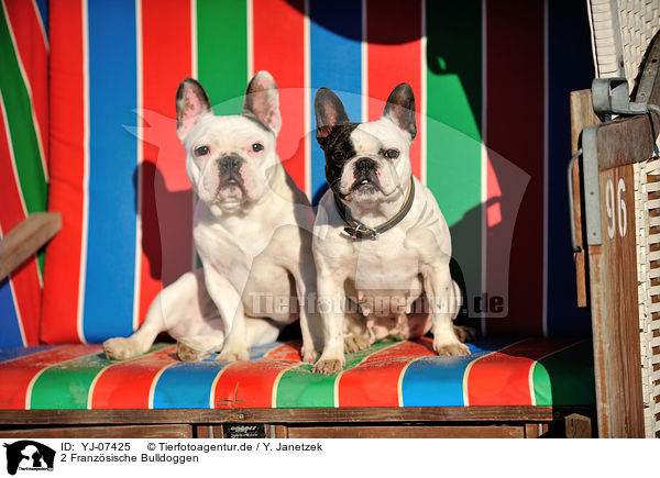 2 Franz�sische Bulldoggen / 2 French Bulldogs / YJ-07425