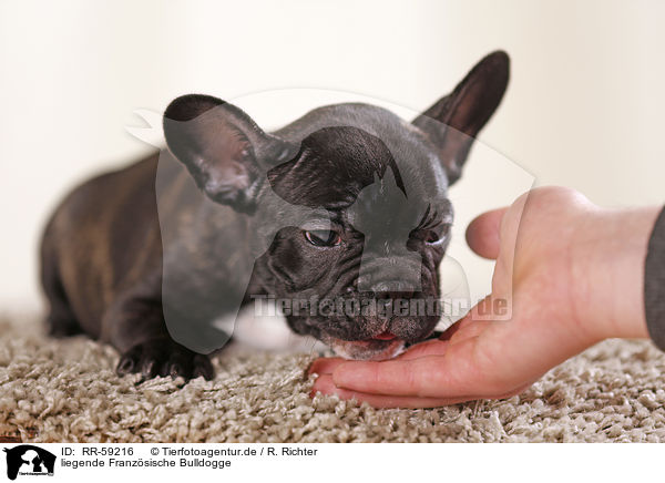liegende Franz�sische Bulldogge / lying French Bulldog / RR-59216