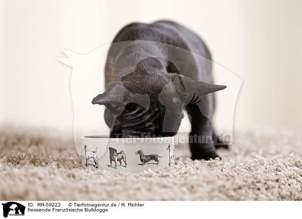 fressende Franzsische Bulldogge / eating French Bulldog / RR-59222