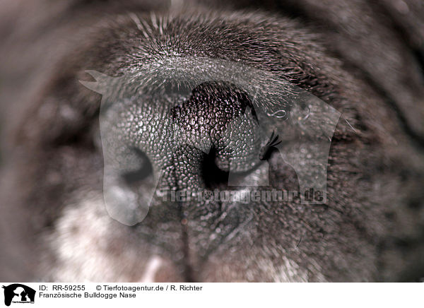 Franzsische Bulldogge Nase / French Bulldog nose / RR-59255