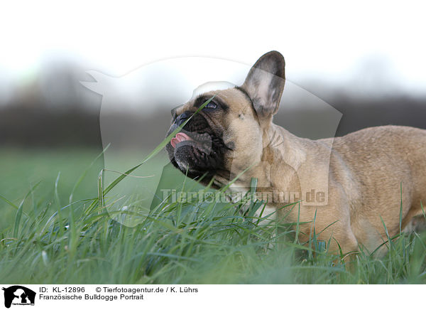 Franzsische Bulldogge Portrait / French Bulldog Portrait / KL-12896