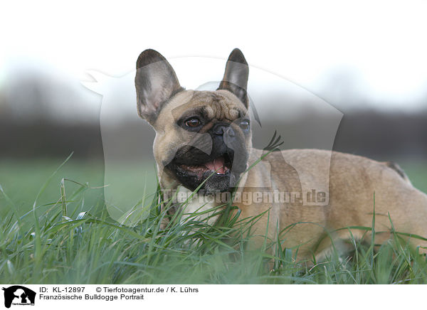 Franzsische Bulldogge Portrait / French Bulldog Portrait / KL-12897