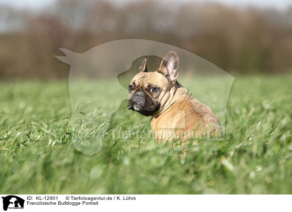 Franzsische Bulldogge Portrait / French Bulldog Portrait / KL-12901