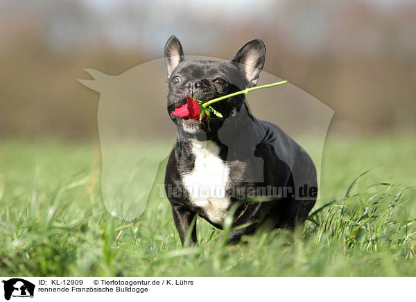 rennende Franzsische Bulldogge / KL-12909