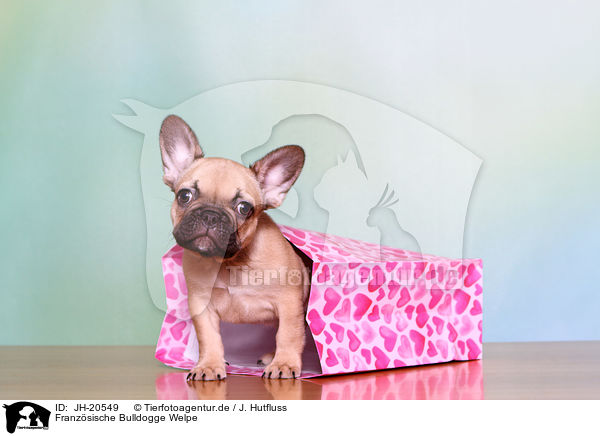 Franzsische Bulldogge Welpe / JH-20549