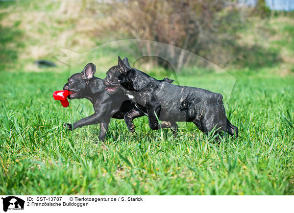 2 Franzsische Bulldoggen / 2 French Bulldogs / SST-13787