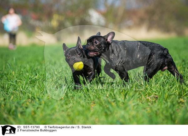 2 Franzsische Bulldoggen / 2 French Bulldogs / SST-13790