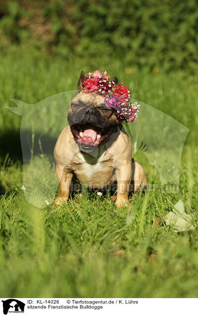sitzende Franzsische Bulldogge / KL-14026