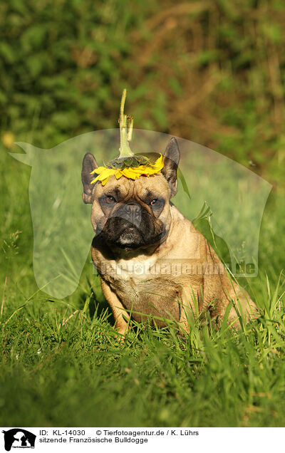 sitzende Franzsische Bulldogge / KL-14030