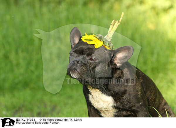 Franzsische Bulldogge Portrait / KL-14033