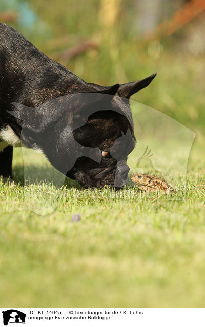 neugierige Franz�sische Bulldogge / nosy French Bulldog / KL-14045