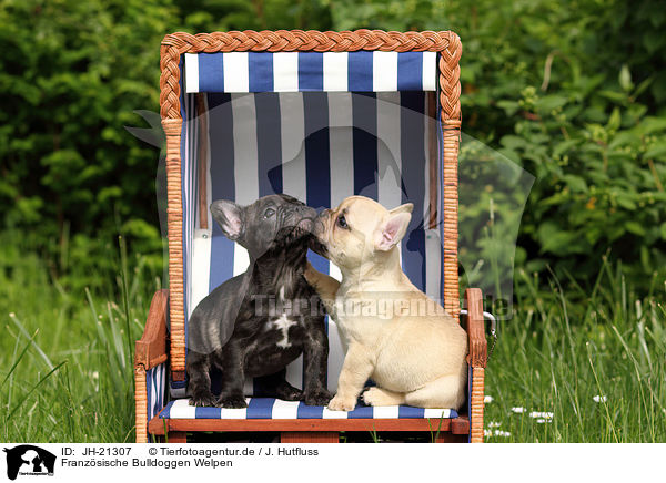 Franzsische Bulldoggen Welpen / French Bulldog Puppies / JH-21307