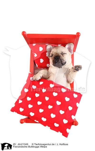 Franzsische Bulldogge Welpe / French Bulldog Puppy / JH-21349