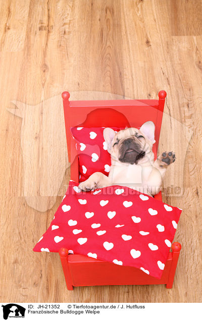 Franzsische Bulldogge Welpe / JH-21352