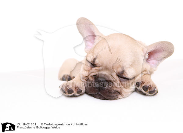 Franzsische Bulldogge Welpe / French Bulldog Puppy / JH-21361