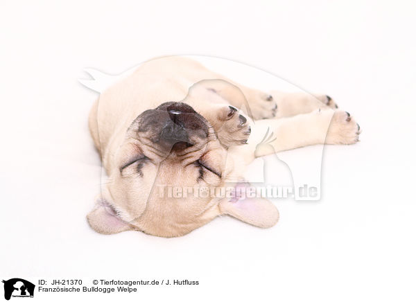 Franzsische Bulldogge Welpe / French Bulldog Puppy / JH-21370