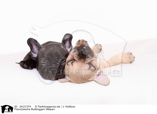 Franzsische Bulldoggen Welpen / JH-21374