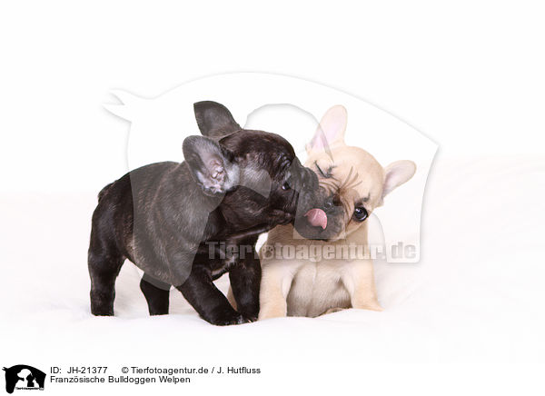Franzsische Bulldoggen Welpen / JH-21377
