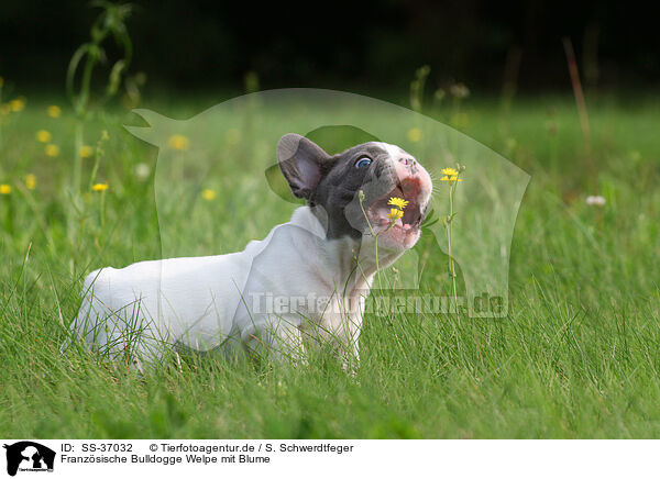 Franzsische Bulldogge Welpe mit Blume / SS-37032