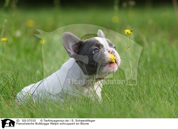 Franzsische Bulldogge Welpe schnuppert an Blume / snuffling French Bulldog Puppy / SS-37035
